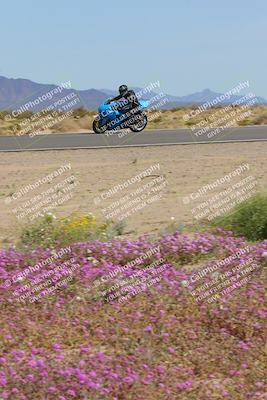 media/Mar-12-2023-SoCal Trackdays (Sun) [[d4c8249724]]/Turn 15 Inside Bloom (130pm)/